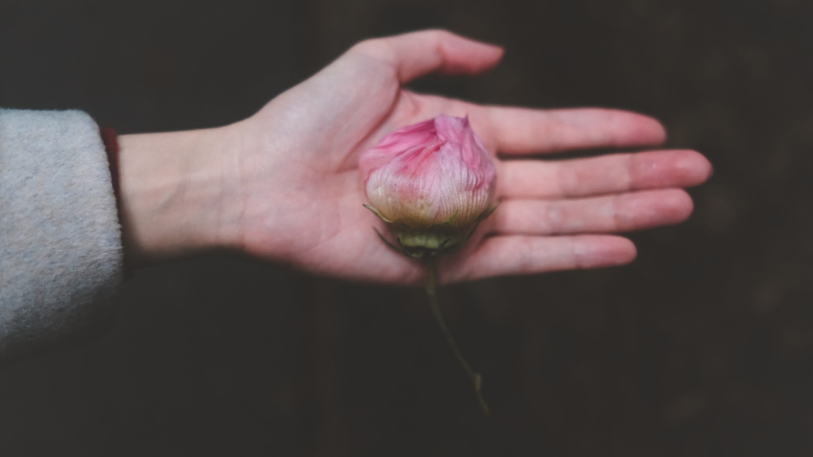 A pink bud resting in an open palm
