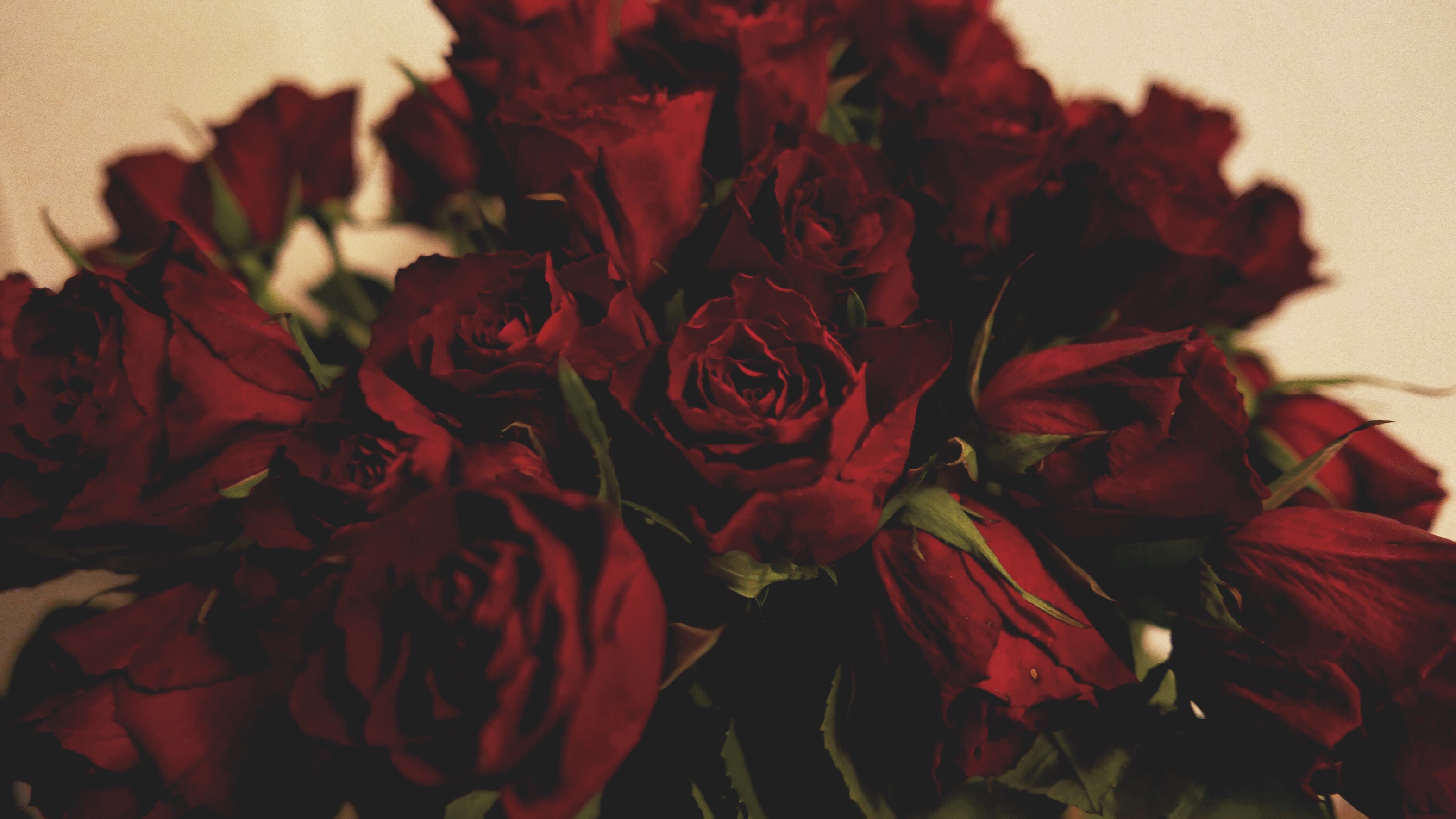 Deep red roses, close