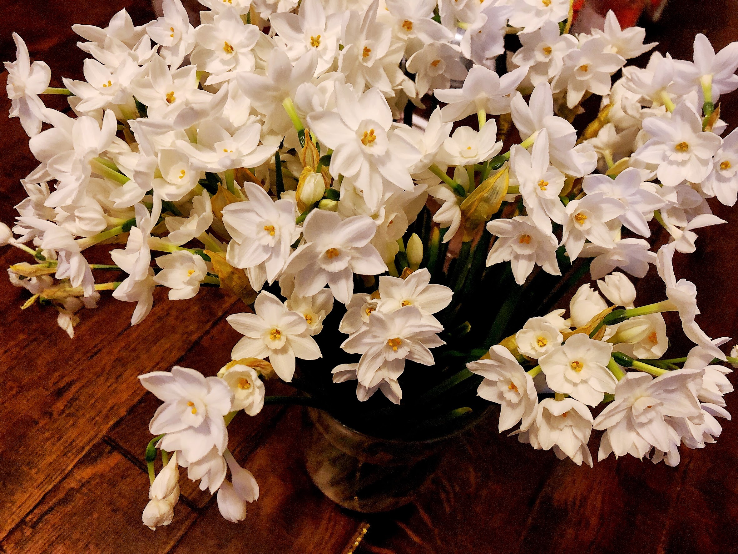 Narcissus in early spring