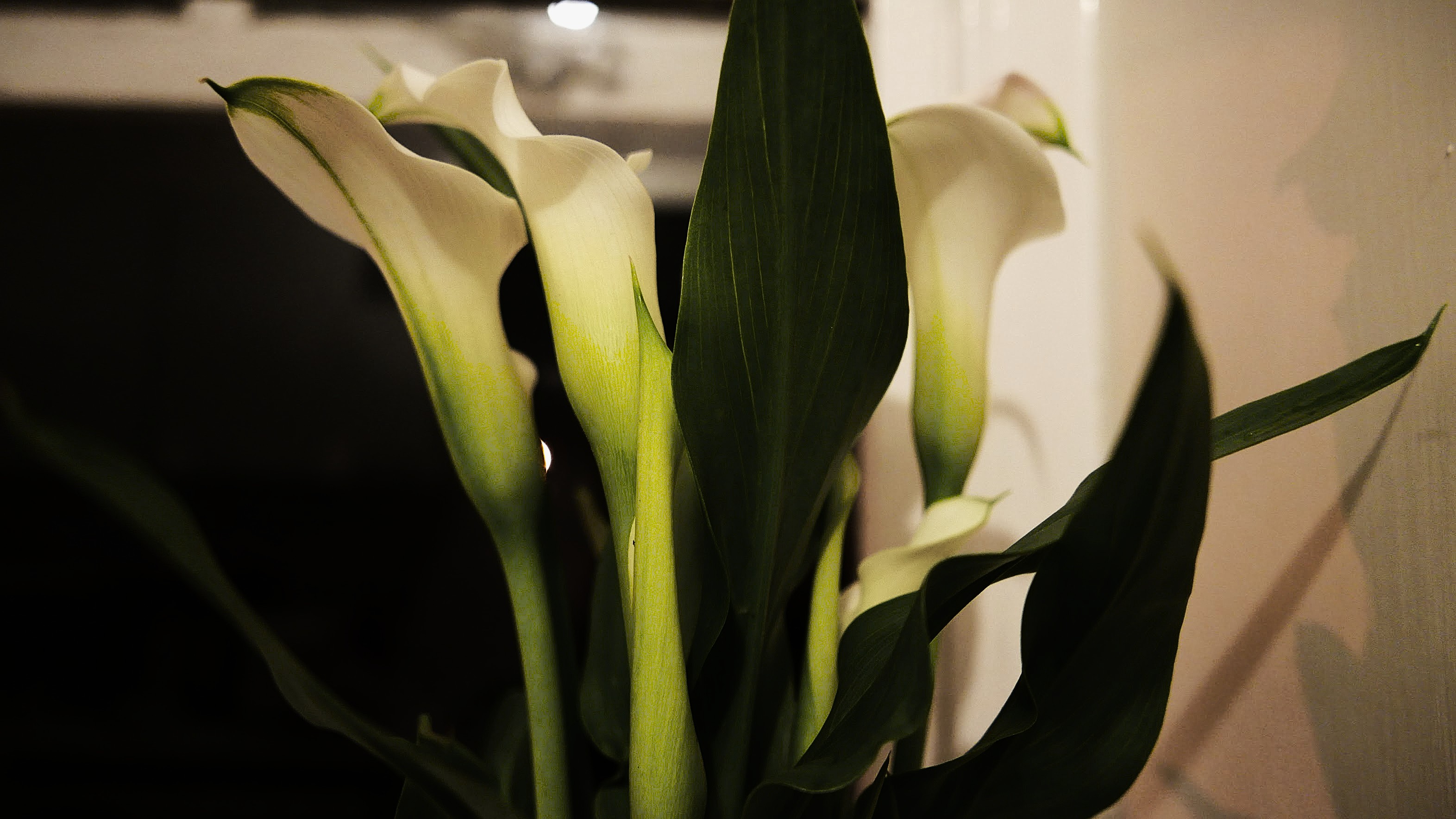 Calla lilies