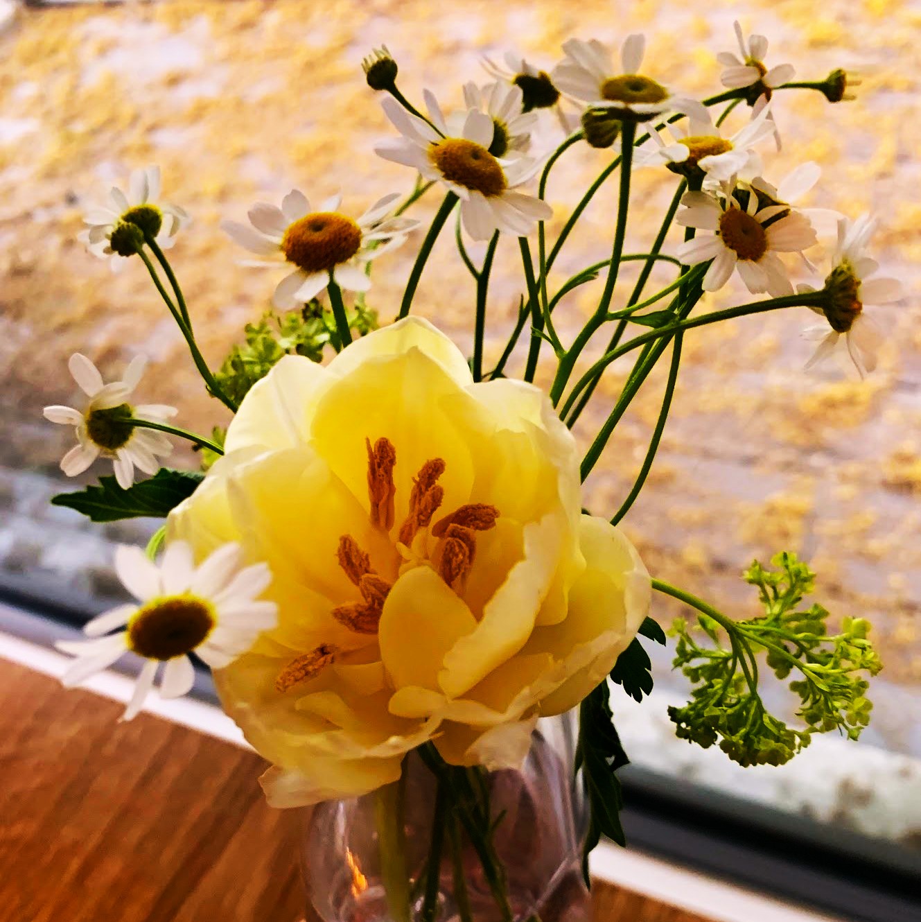 White rose, close-up in warm light