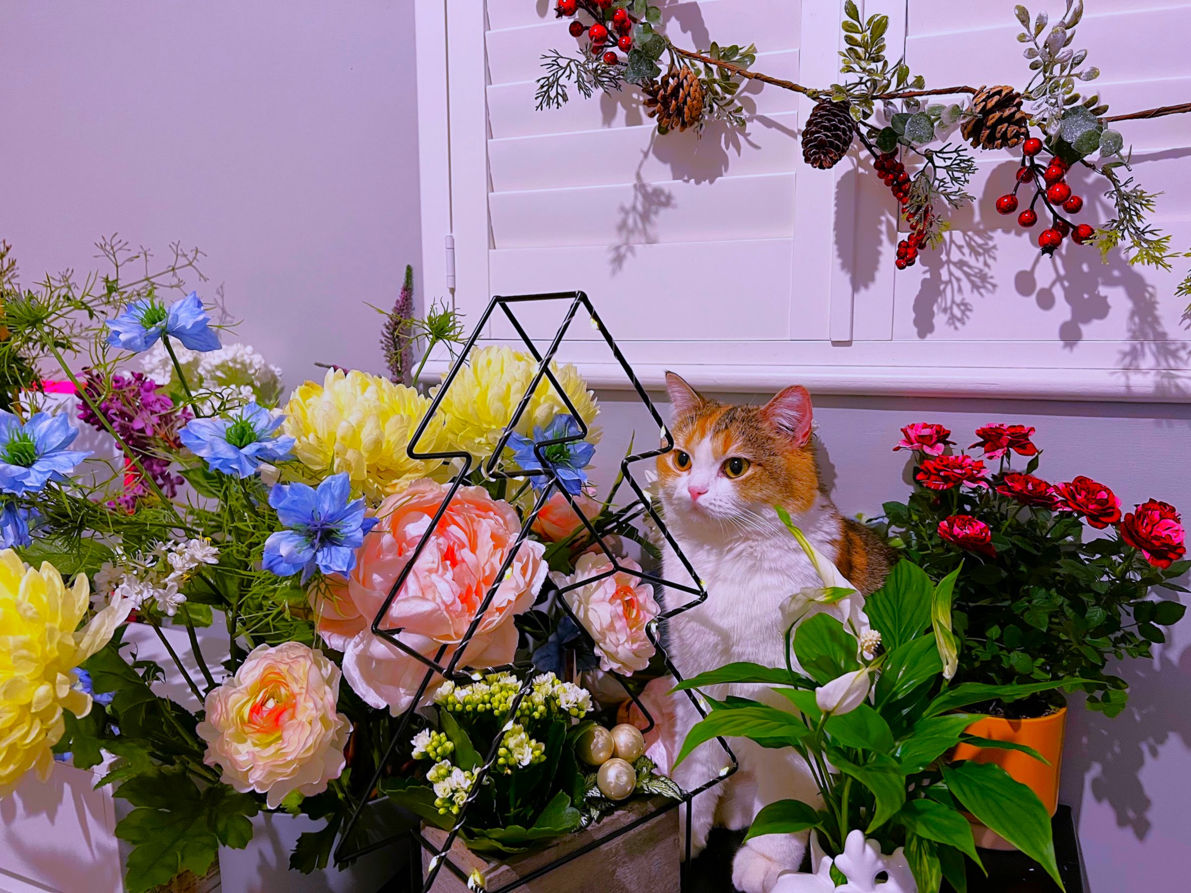 A cat hiding among silk flowers and winter berries