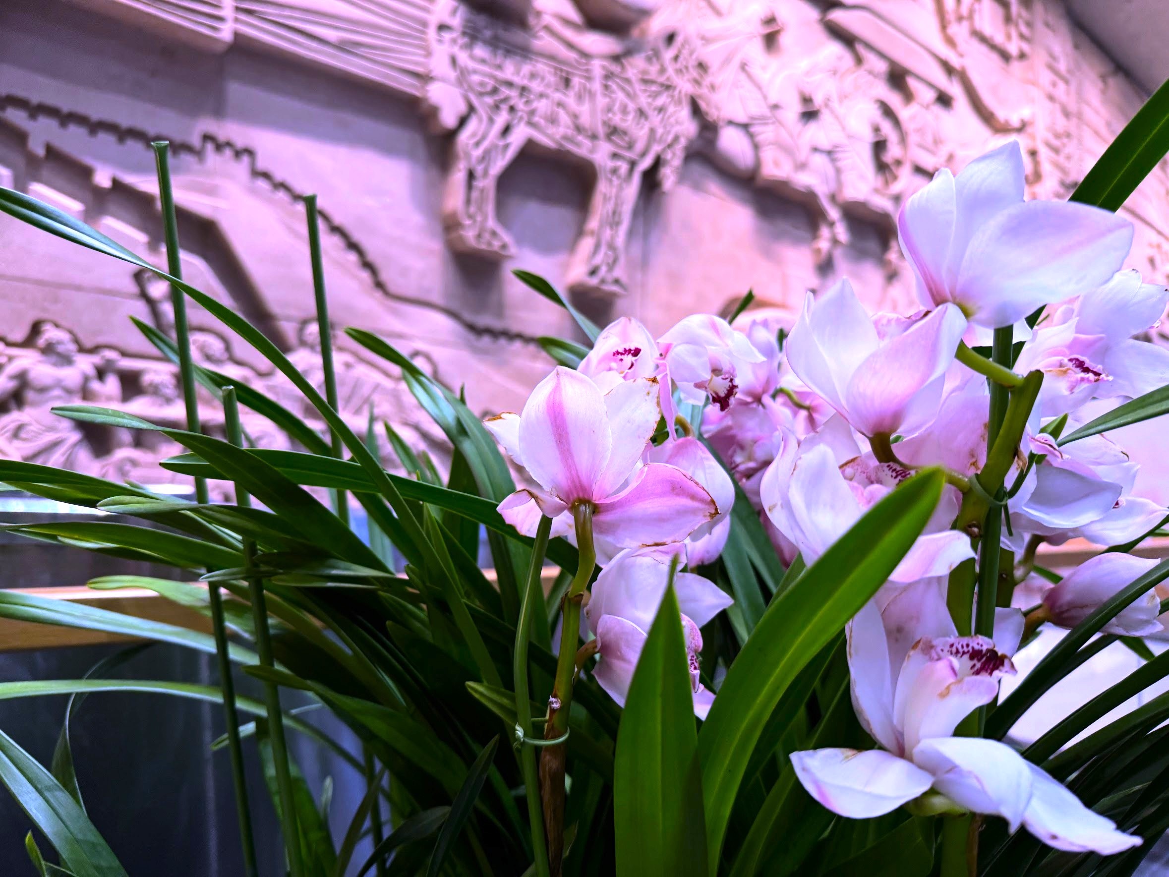 Phalaenopsis orchid
