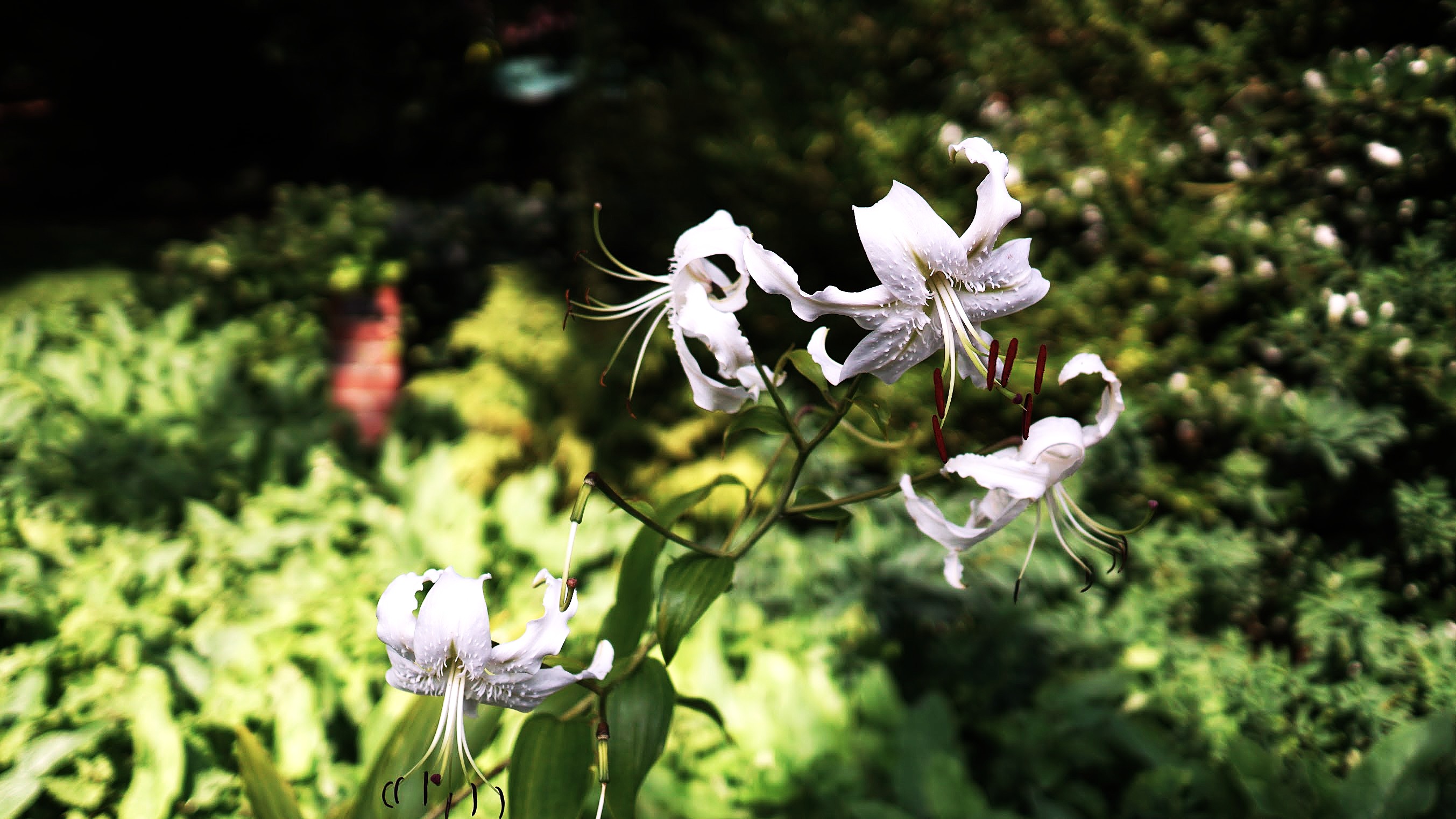 White lilies growing in a sunlit garden