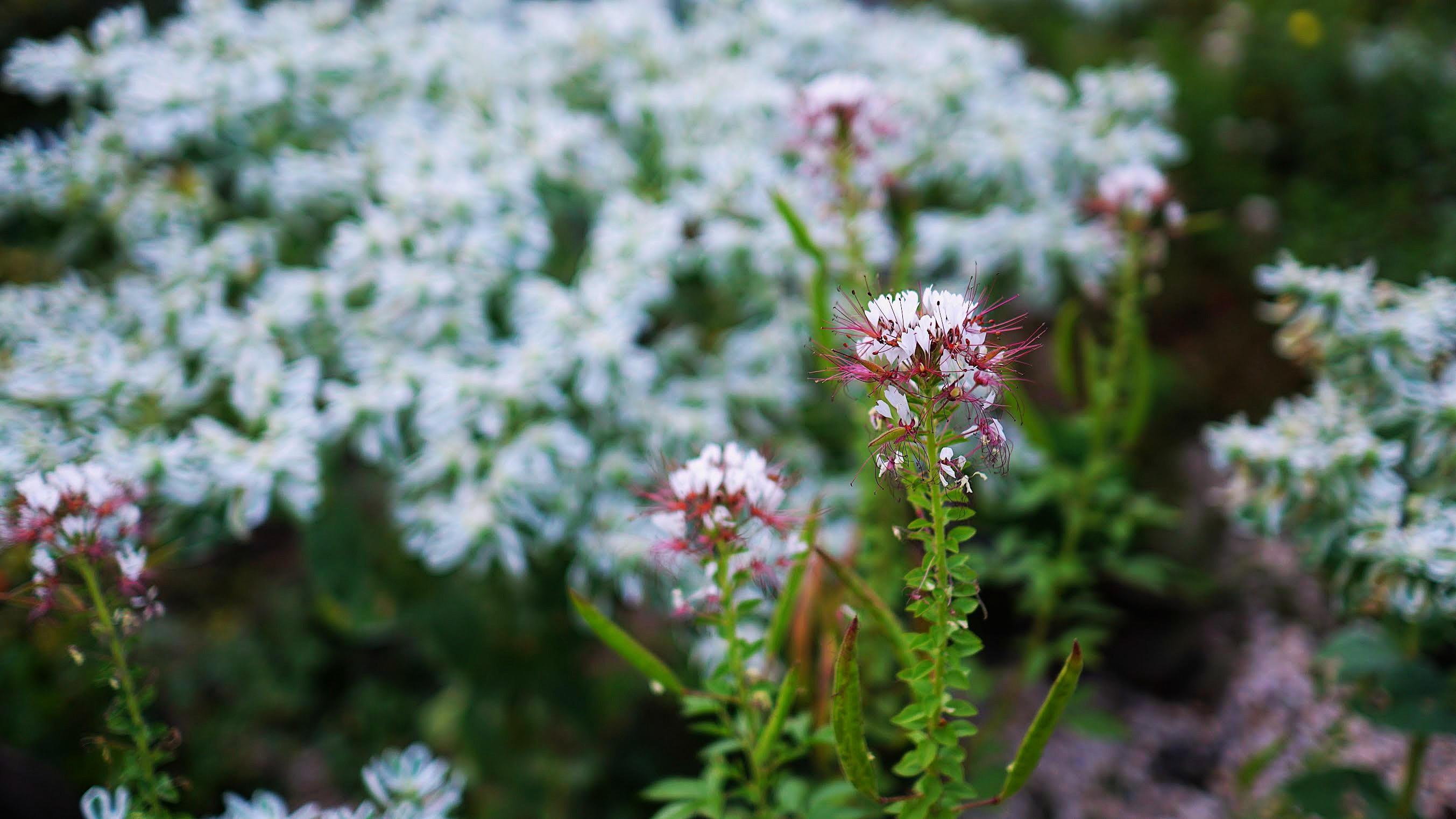 White and pink flower spires in an unmown meadow