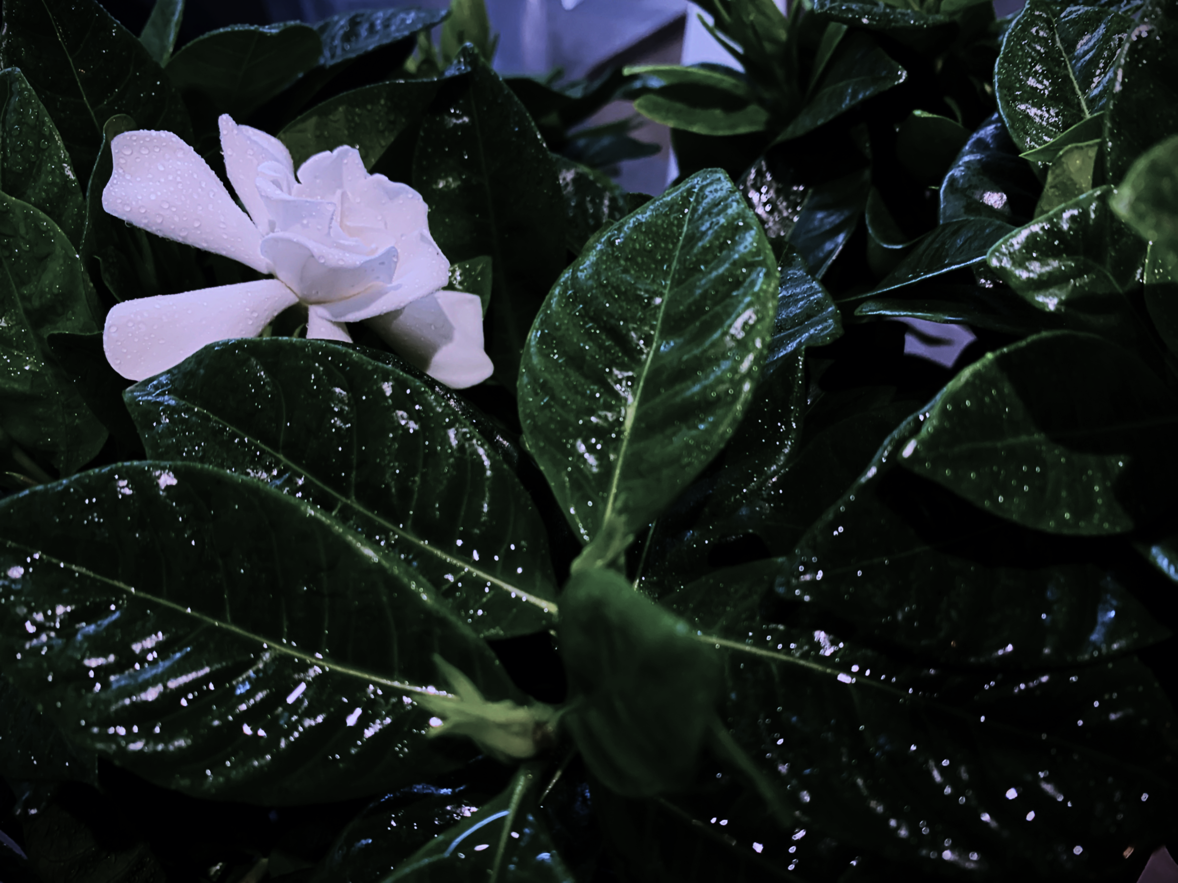 A white gardenia among dark rain-wet leaves