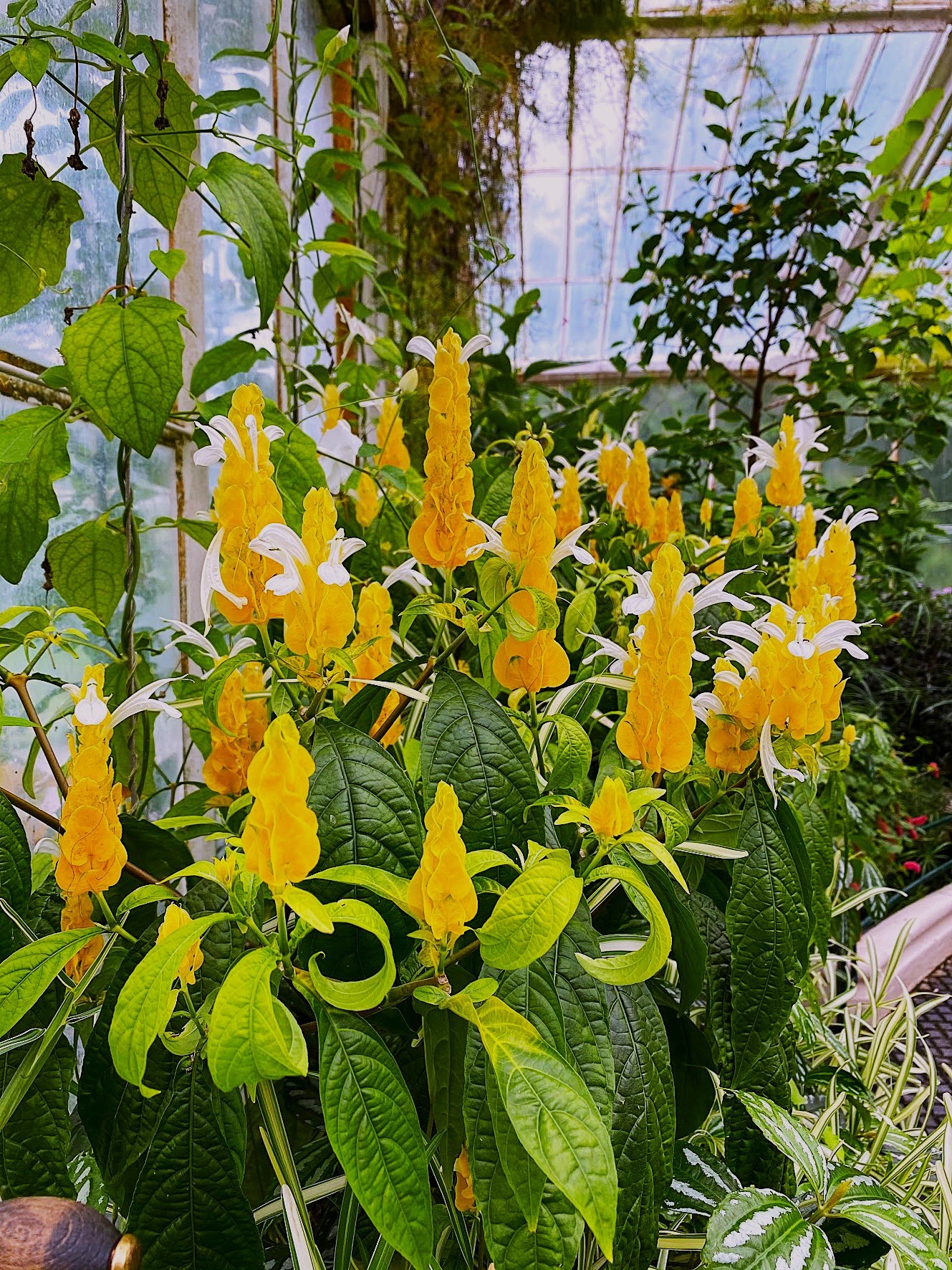 Golden shrimp plant flowering inside a glasshouse