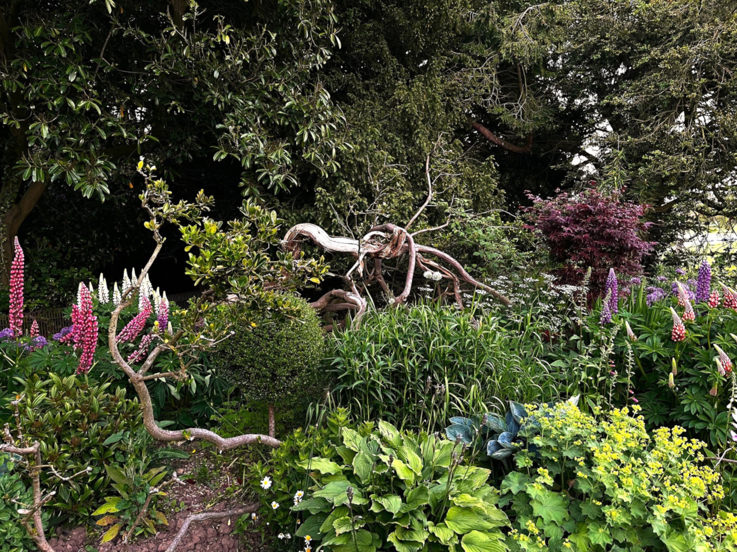 An English garden border with lupins in June
